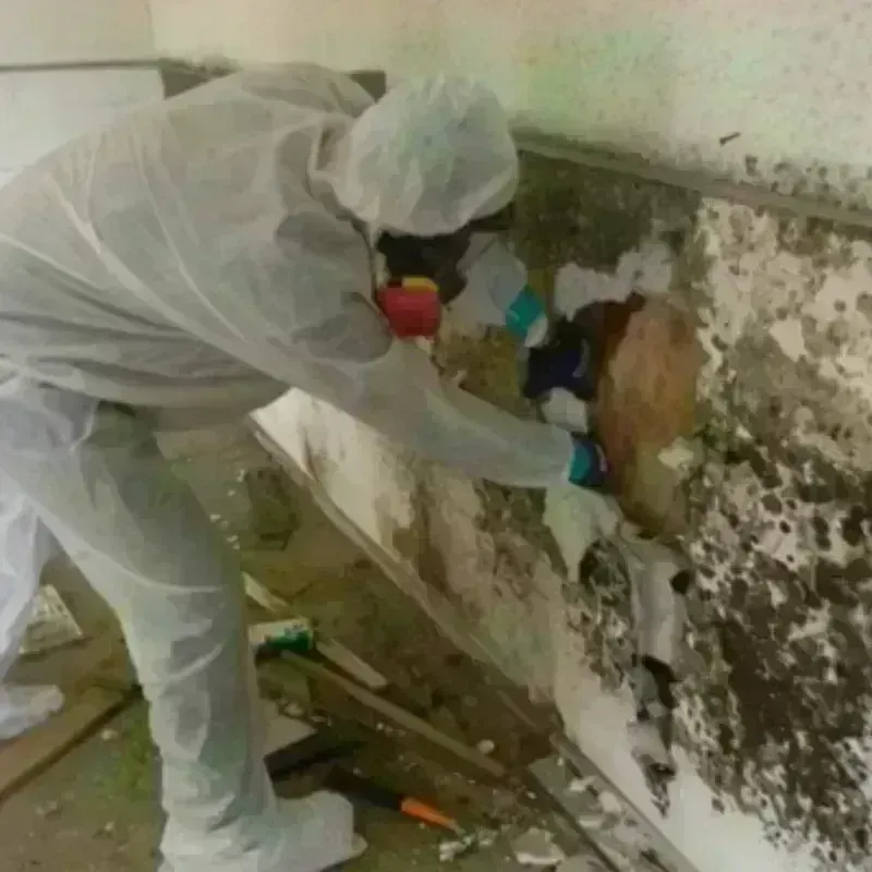 Mold Remediation and Removal in McKinley County, NM